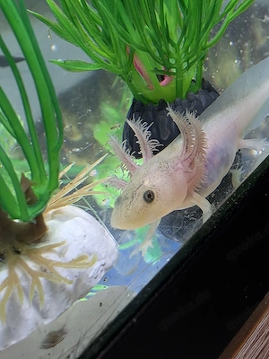 Kleine süße Axolotl suchen
