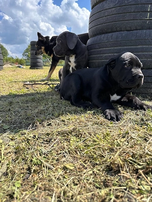  Cane-Corso-Hündin sucht ein liebevolles