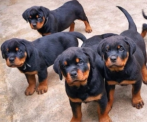 Rottweiler Welpen