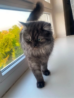 perser katze 