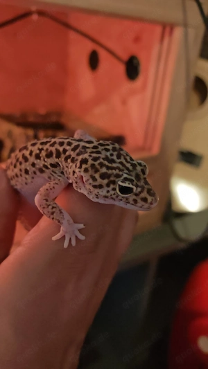 Leopardgecko Weibchen Bild 5