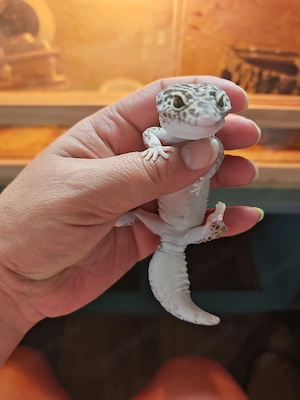 Leopardgecko Weibchen Bild 4