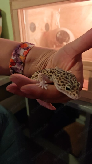 Leopardgecko Weibchen Bild 2