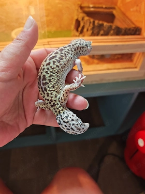 Leopardgecko Weibchen Bild 3