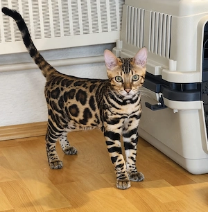 Bengal Kitten Bengalkatze Brown Rosetted Kater