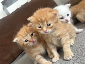 Britische kurzhaar Kitten 