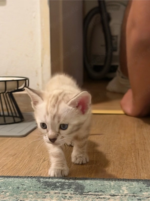 bengal mädchen 