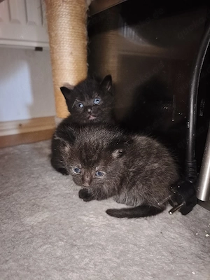 kitten vom 06.08.2026