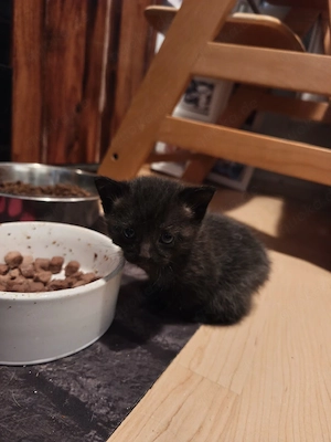 kitten vom 06.08.2026