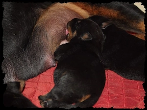 Rottweiler Welpen 