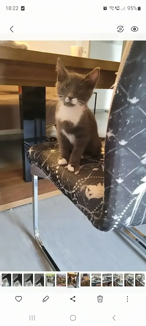 Katzen Babys 