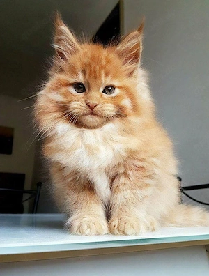 Gut gepflegte Maine-Coon-Kätzchen suchen ein neues Zuhause