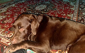 Gesunder 8 jähriger Therapiehund sucht Endplatz