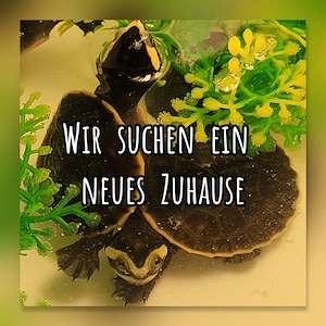 Rotbauchspitzkopfschildkröten (Emydura Subglobosa)Babys zu verkaufen