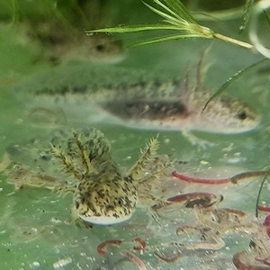 Axolotl junge Larven 