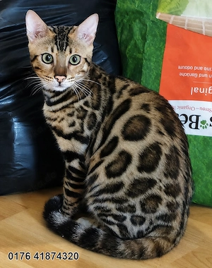 Bengal Kitten Bengalkatze Brown Rosetted Kater