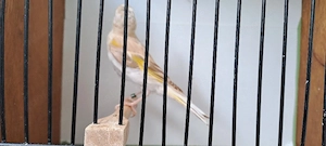Mischlinge Stieglitz & Kanarienvögel  Bild 4