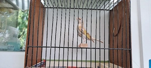 Mischlinge Stieglitz & Kanarienvögel  Bild 5