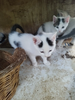 Katzen Katzen 