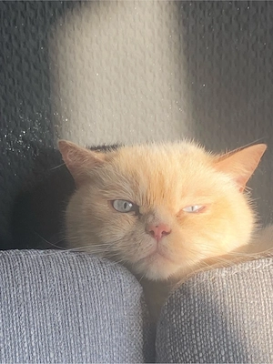 katze kater 