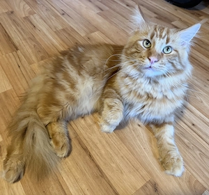  Liebevolle Maine-Coon-Kitten suchen ihr Zuhause  Bild 2