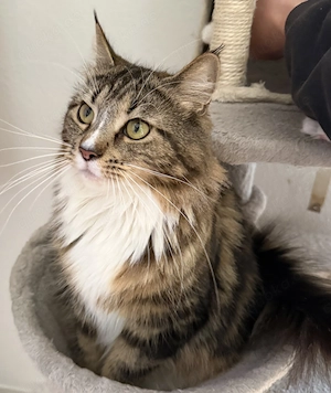  Liebevolle Maine-Coon-Kitten suchen ihr Zuhause 