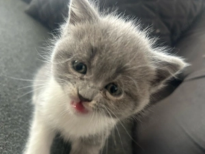 Süße grau weiße Babykatze zu verkaufen 