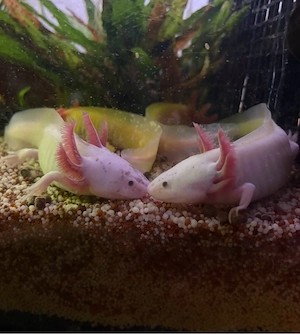 Axolotl Jungtiere und Adult