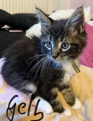  Liebevolle Maine-Coon-Kitten suchen ihr Zuhause  Bild 4