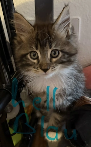  Liebevolle Maine-Coon-Kitten suchen ihr Zuhause  Bild 8