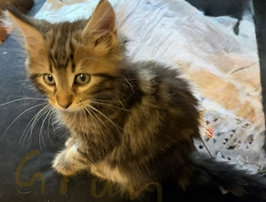  Liebevolle Maine-Coon-Kitten suchen ihr Zuhause  Bild 7