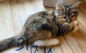  Liebevolle Maine-Coon-Kitten suchen ihr Zuhause  Bild 3