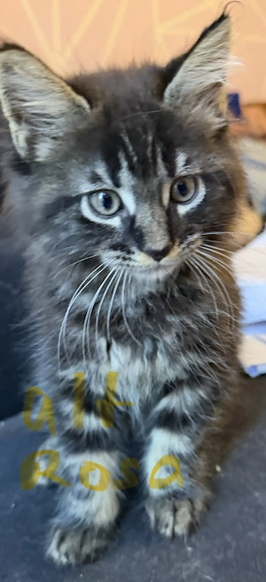  Liebevolle Maine-Coon-Kitten suchen ihr Zuhause  Bild 6