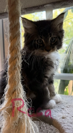 Liebevolle Maine-Coon-Kitten suchen ihr Zuhause  Bild 5