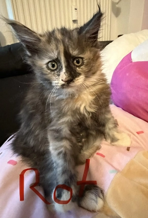  Liebevolle Maine-Coon-Kitten suchen ihr Zuhause  Bild 9
