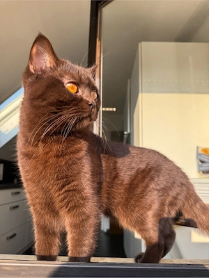 BKH Deckkater (Blutgruppe B)
