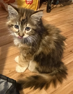  Liebevolle Maine-Coon-Kitten suchen ihr Zuhause  Bild 10