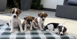 Jack Russell Terrier Welpen suchen ein liebevolles Zuhause