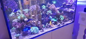 Komplettes Meerwasseraquarium inklusive viel Zubehör 
