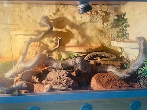 terrarium 120x60x60 dringend! Bild 3