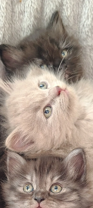 BLH Ragdoll Kätzchen Katze Kitten