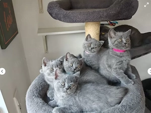 Süßer BKH Nachwuchs sucht ein neues zu Hause!