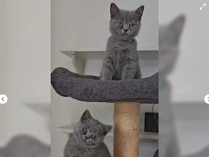 Süßer BKH Nachwuchs sucht ein neues zu Hause!