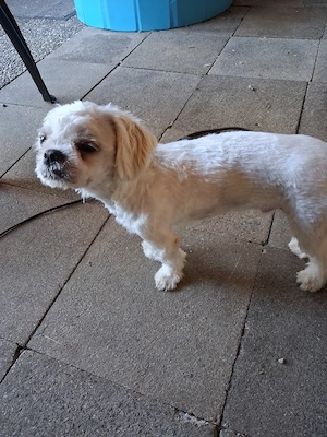 Fritzi sucht Willige Hundedamen