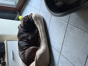 Old englisch Bulldog Rüde