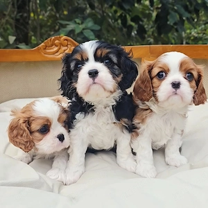 Cavalier King Charles Spaniel Welpen suchen ein liebevolles Zuhause!