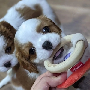 Cavalier King Charles Spaniel Welpen suchen ein liebevolles Zuhause!
