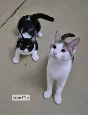 Odette & Tina Freundliche Schwestern suchen verspieltes Zuhause