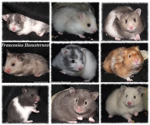Zahme ist Teddyhamster suchen ein schönes Zuhause - Hamsterbabys Hamster 