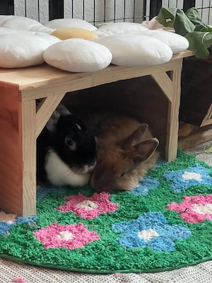 Drei liebe Kaninchen suchen gemeinsam ein neues Zuhause   nur zusammen Bild 3